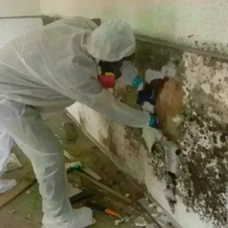 Mold Remediation and Removal in Fruita, CO